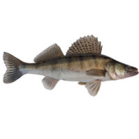 Риболов на бяла риба