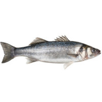 Риболов на лаврак