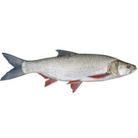 Риболов на распер