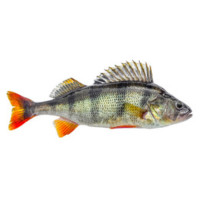 Риболов на костур