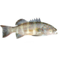 Риболов на морски дънни риби