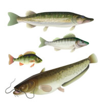 Избор по вид риба